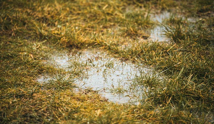 Standing water in grass after rainfall