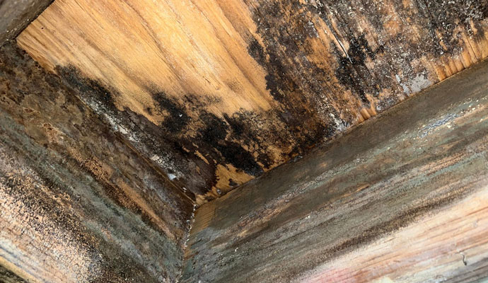 Black mold spreading in a crawl space