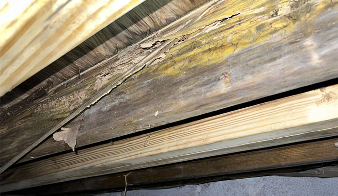 Rot-damaged wood beams in a crawl space