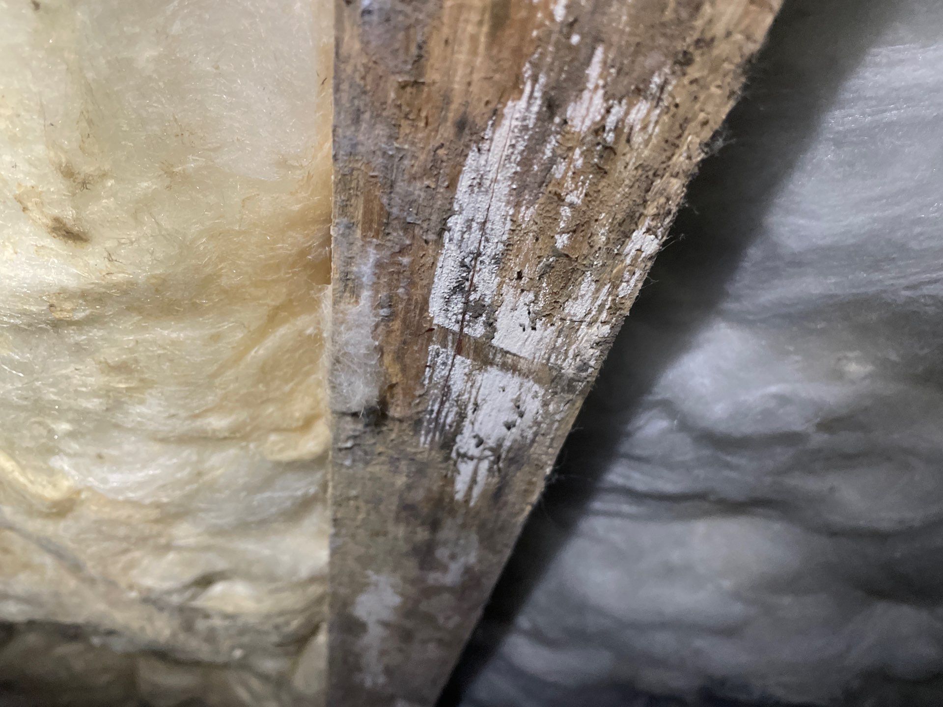Fungal Growth