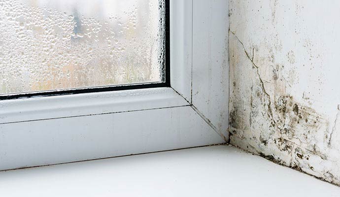 Mold growth on the wall