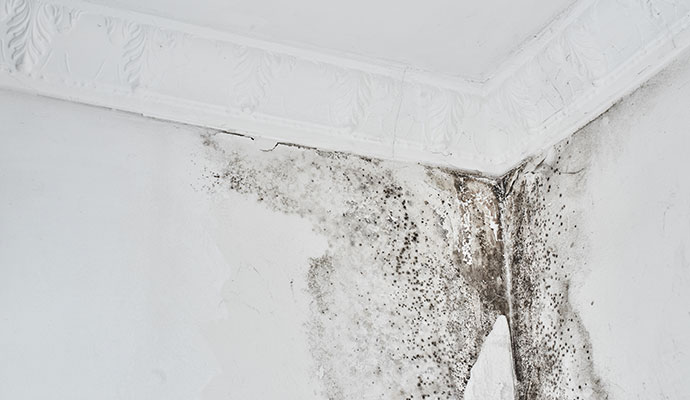 Mold remediation on ceiling